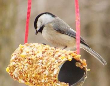 Make A Winter Bird Feeder Bay County Library System