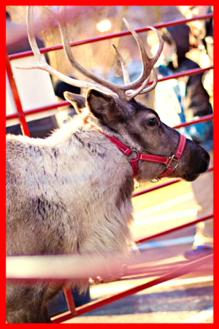 Picture of Reindeer