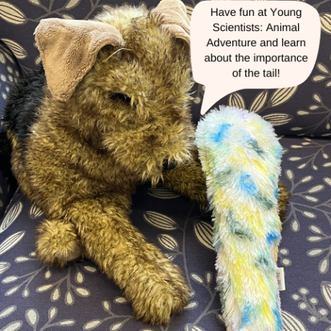 Stuffed dog holding the craft of a coloring a tail with a callout with the text "Have fun at Young Scientists: Animal Adventure and learn about the importance of the tail!" 