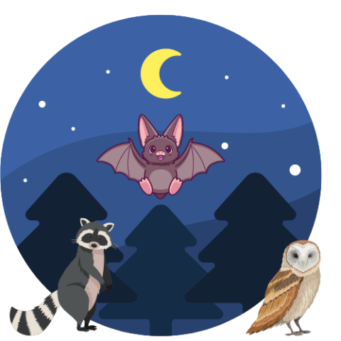 Young Scientists Nocturnal Animals (graphics: nighttime background with bat, raccoon, and owl)