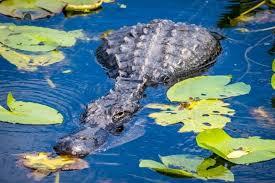 360 adventures florida everglades alligator