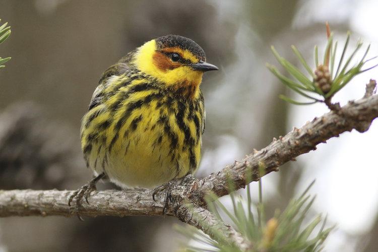 Cape May Warbler Bird